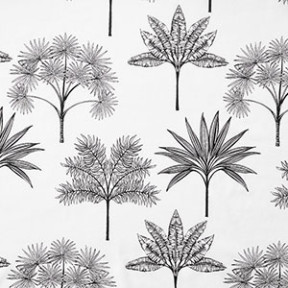 Palm