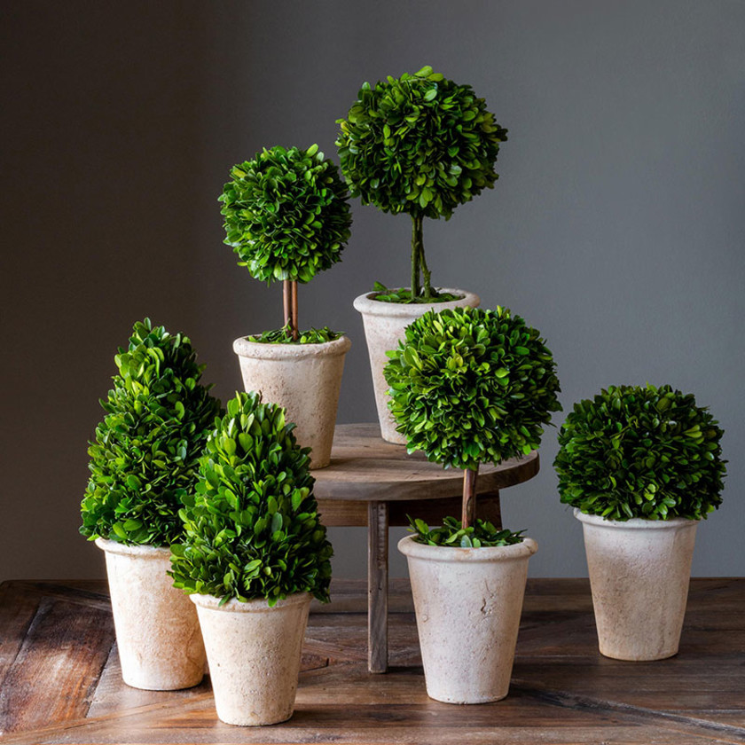 Preserved Boxwood Topiaries, Set of 6,Green