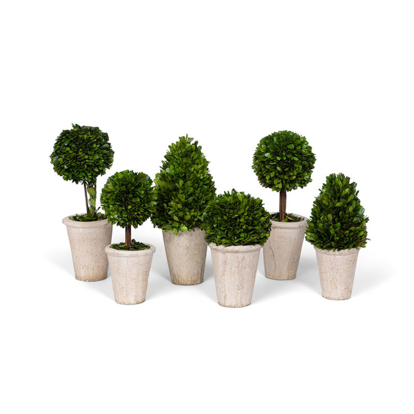 Preserved Boxwood Topiaries, Set of 6