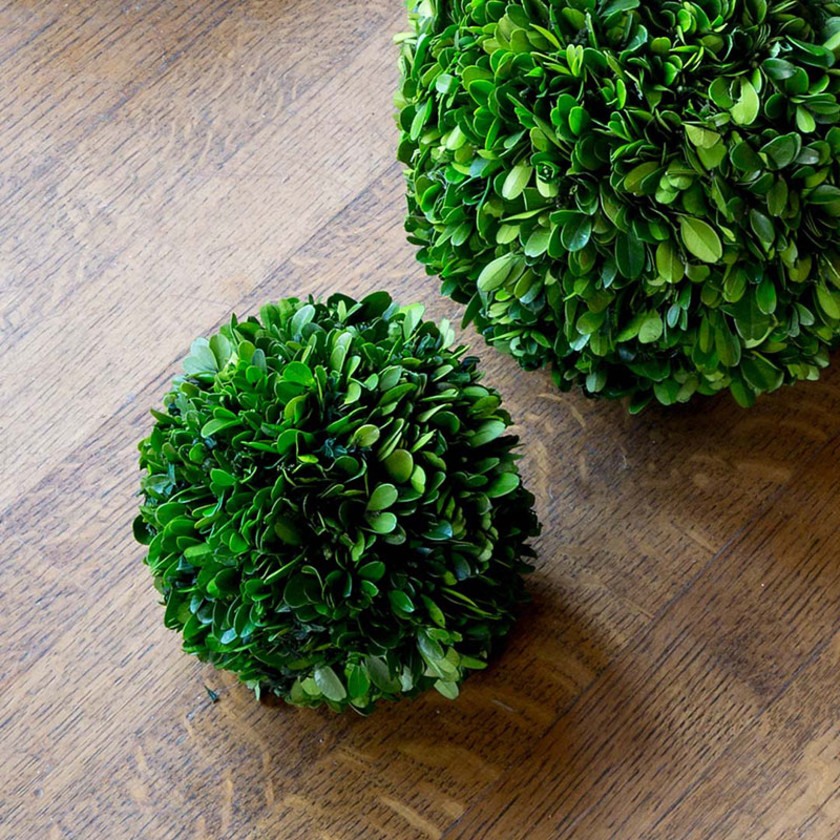 Preserved Boxwood Ball -  Green, 6",Green