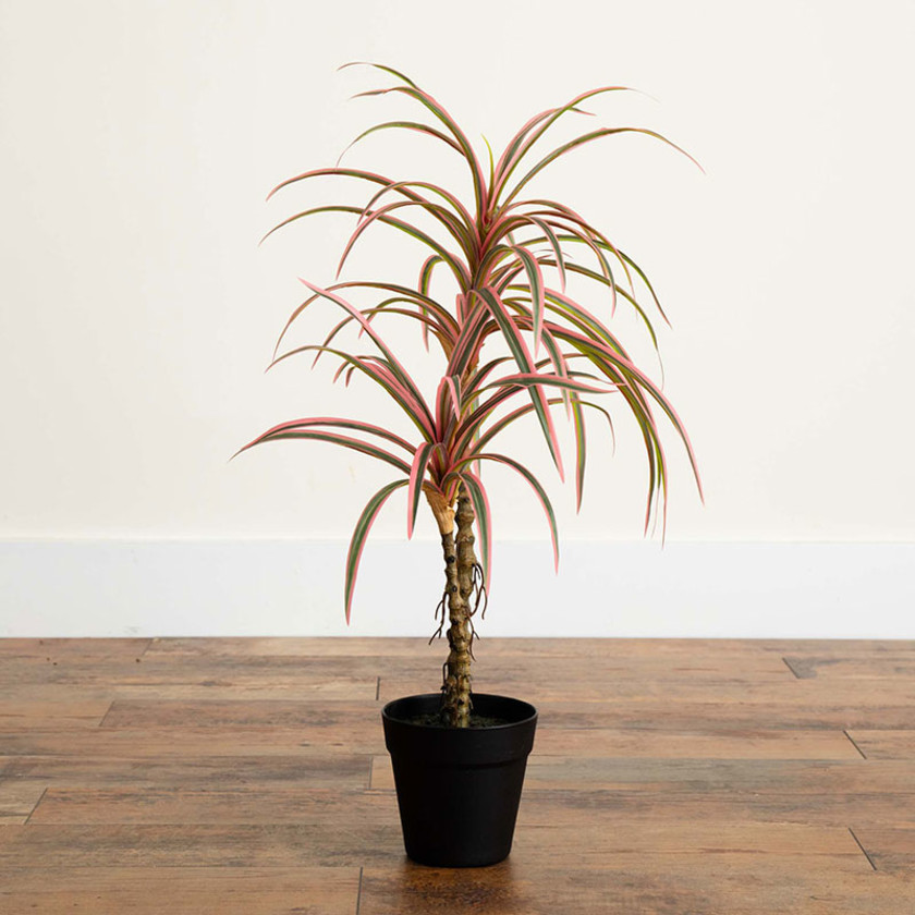 Faux Dracaena Marginata Plant,Pink