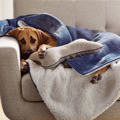 Company store dog outlet bed