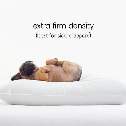 LoftAIRE™ Down Alternative Extra Firm Density Pillow - King, White
