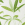 Company Cotton™ Palm Percale Sheet Set - Green Multi