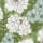 Company Cotton™ Remi Floral, Leaf & Ditsy Floral Percale Fitted Sheet  - Floral Green
