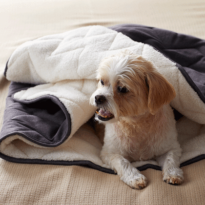 Company store dog bed 2025