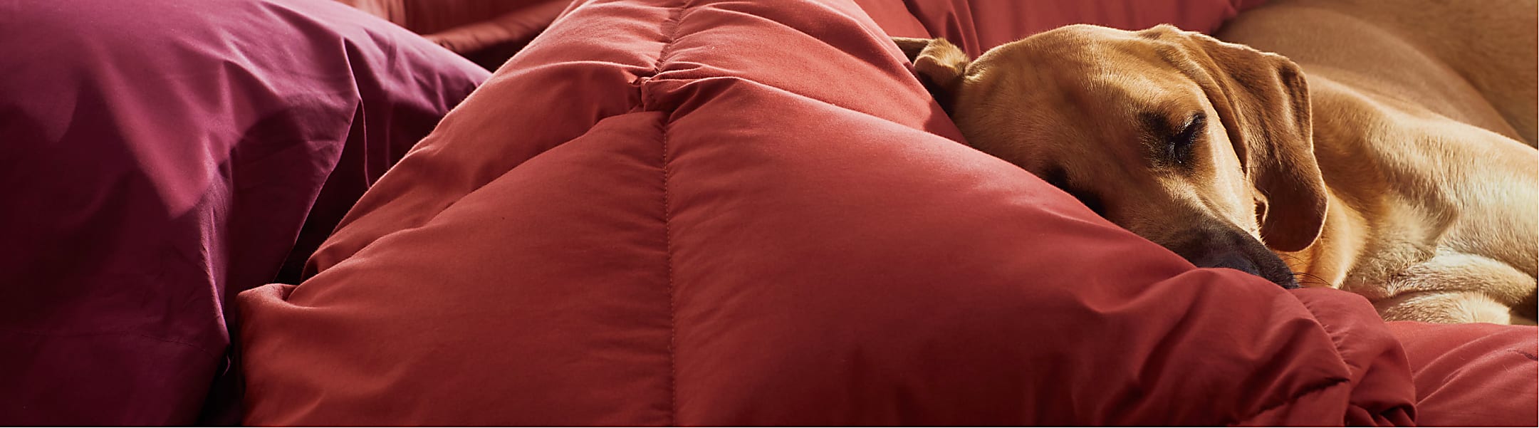 Our Story - red comforter with dog