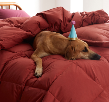 party dog on comforter
