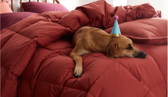 party dog on comforter