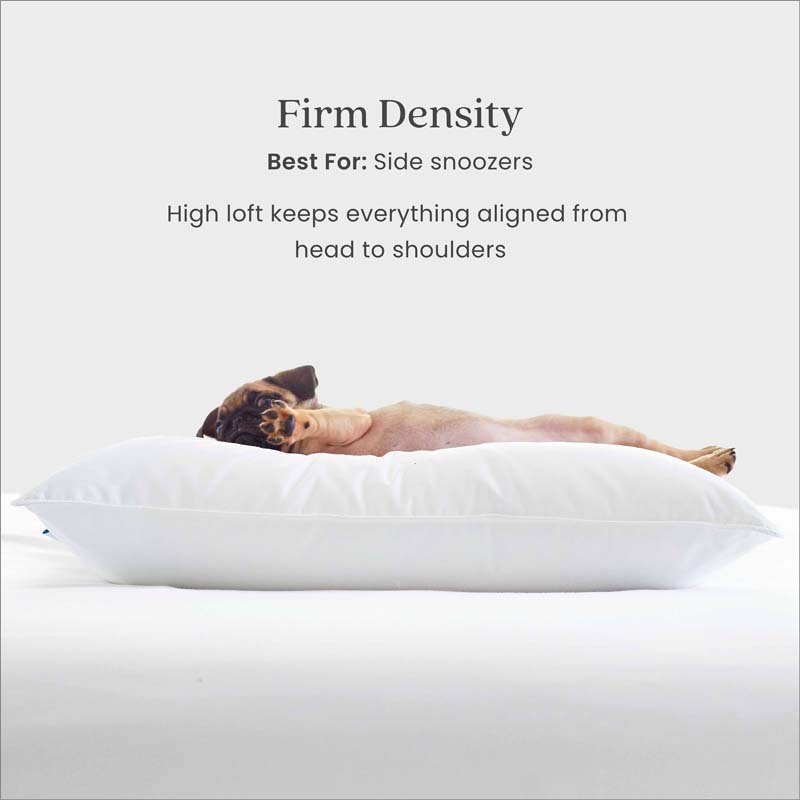 Down & Feather Pillow(White)-TheCompanyStore|59239
