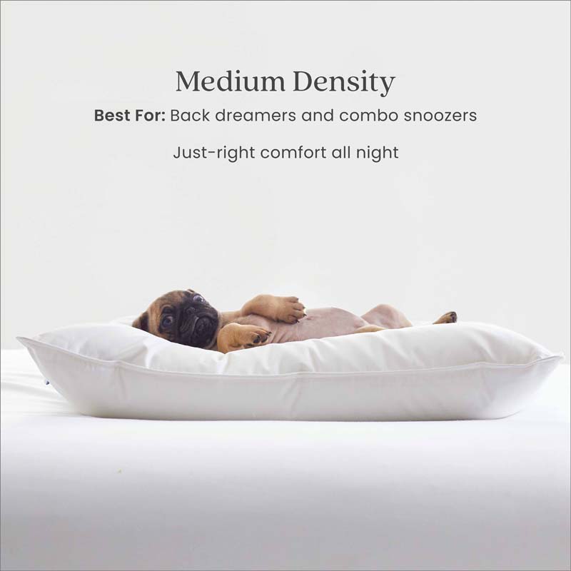 Down & Feather Pillow(White)-TheCompanyStore|61616