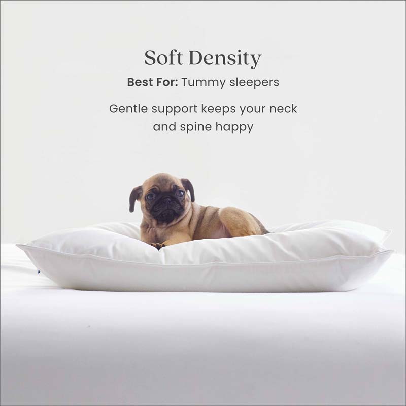 Down & Feather Pillow(White)-TheCompanyStore|60848